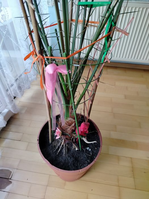 Sprzedam palmę..