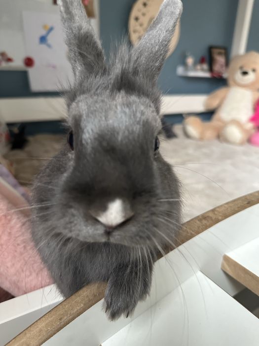 Krolik szary miniaturka dorosly