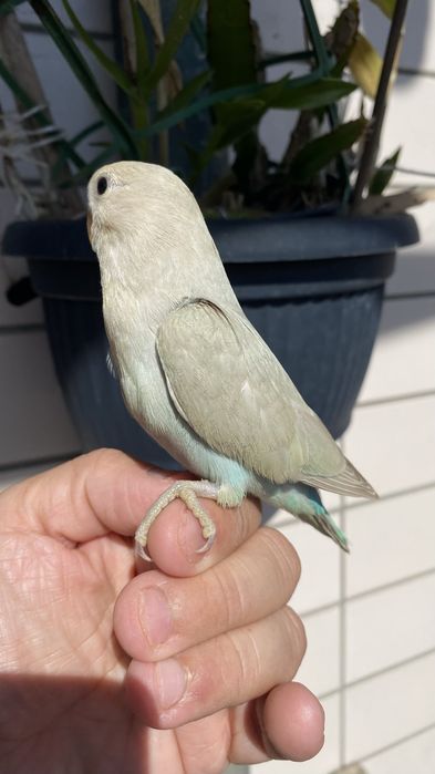 Agapornis domesticado