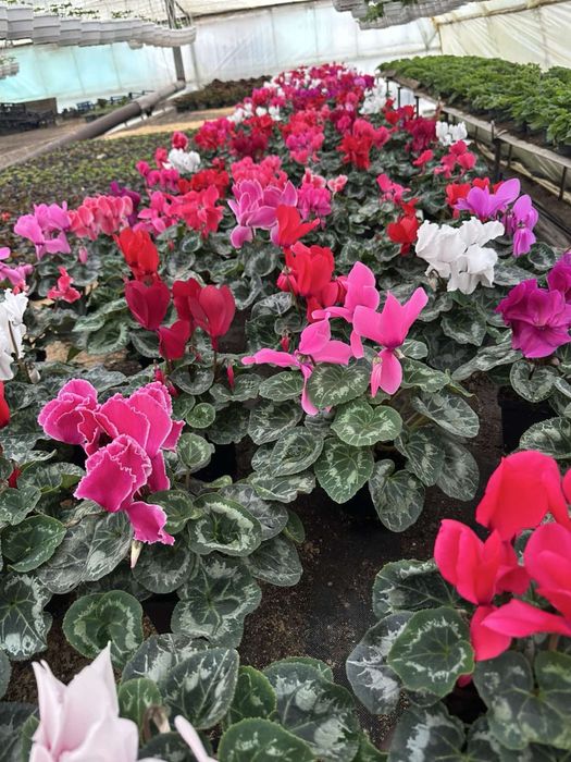 Продам оптом квіти: цикламен,крокус,примула,геоцинт,цинерарія,лютик