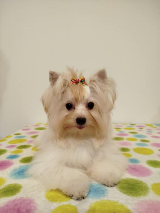 TOSIA piękna suczka Yorkshire terrier White Gold
