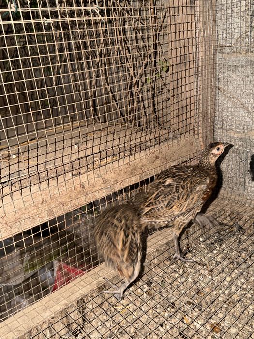 Animais faisões Peru galos
