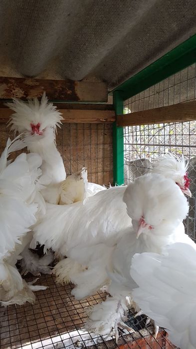 Кури породи Султанка.