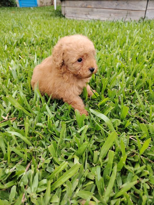 Poodle toy macho