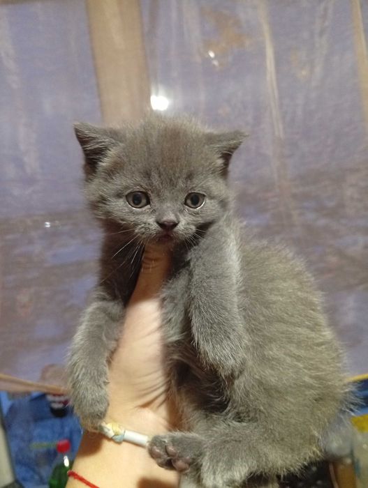 Шотландские чистокровные мальчики и девочка