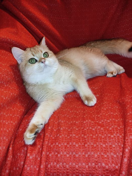 Супер якість дівчинка золота шиншила ny 12