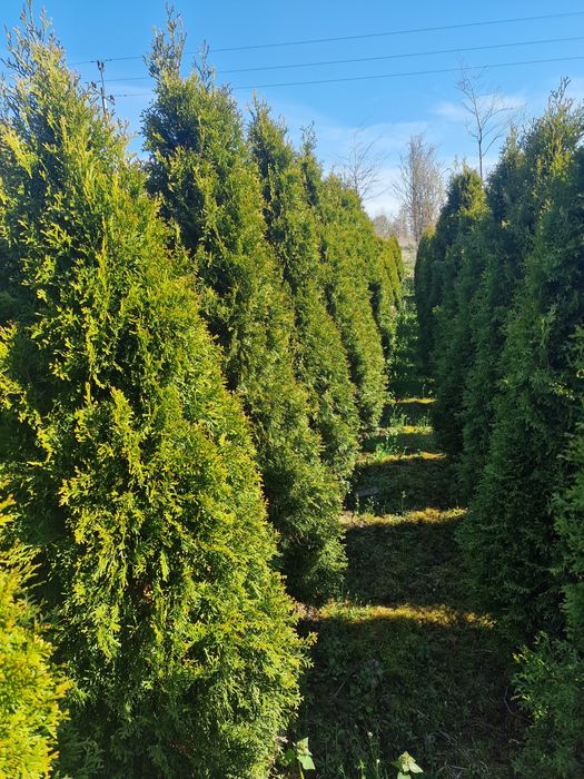 Tuja Szmaragd wys.200-250 PROMOCJA!! ! Szkółka WEBER Kicin