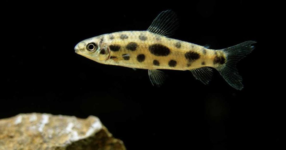 Poziomnik nakrapiany - Leporinus maculatus