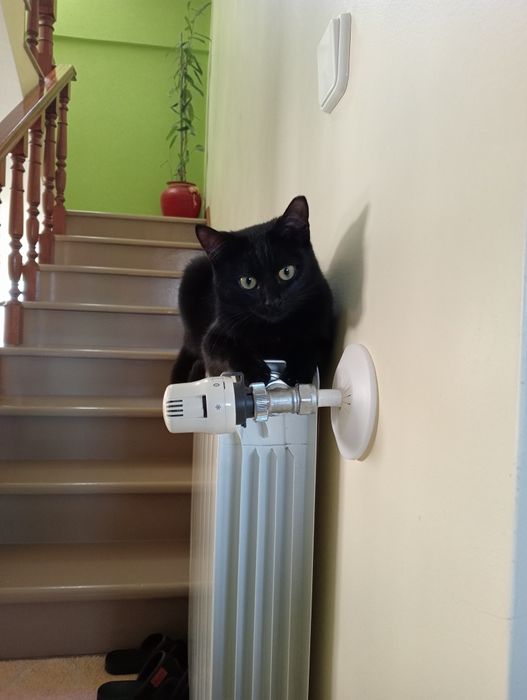 ESTERILIZAADA | Gata juvenil disponível para adoção muito responsável