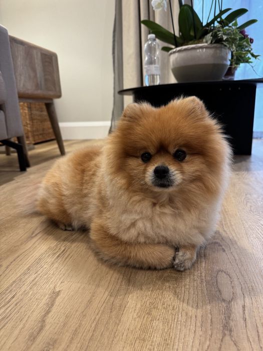 Хлопець шпіц-міні з документами вязка