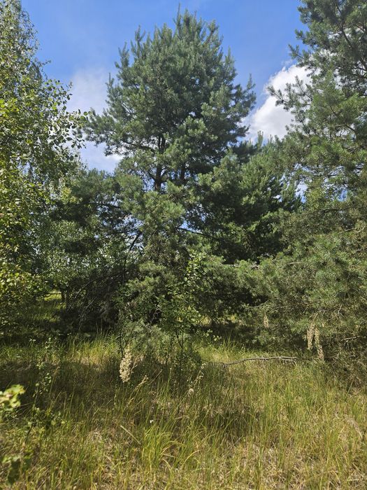 Продажа,обмен участка от 0.24Га с.Нежиловичи, застройка в лесу