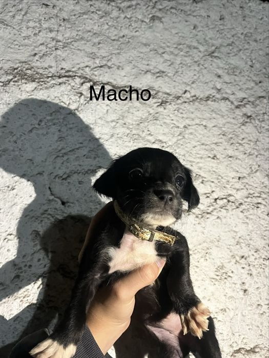 Cãezinhos Para Adoção Responsável