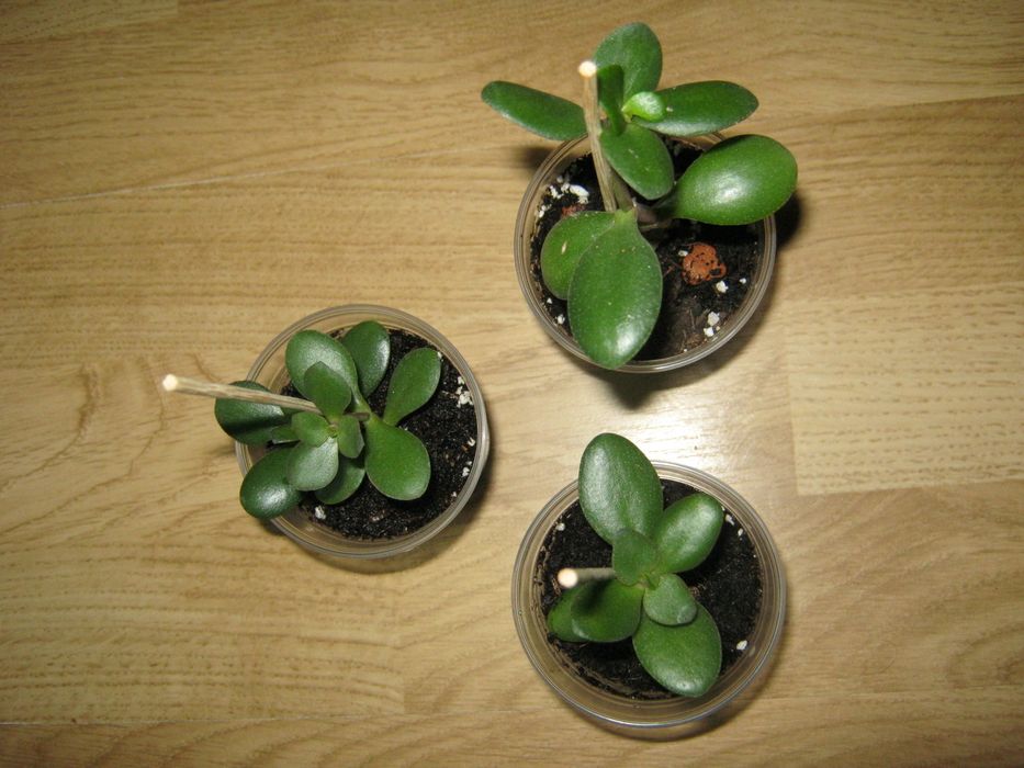 Товстянка Грошове дерево