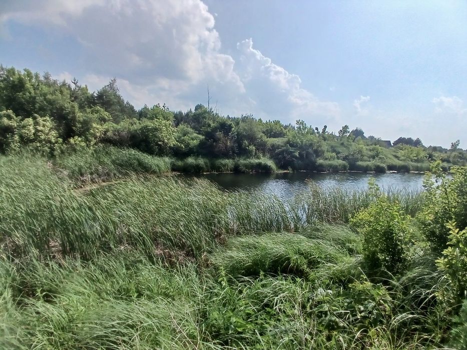 125 соток з соснами, власна водойма, прямий вихід до лісу Мотижин