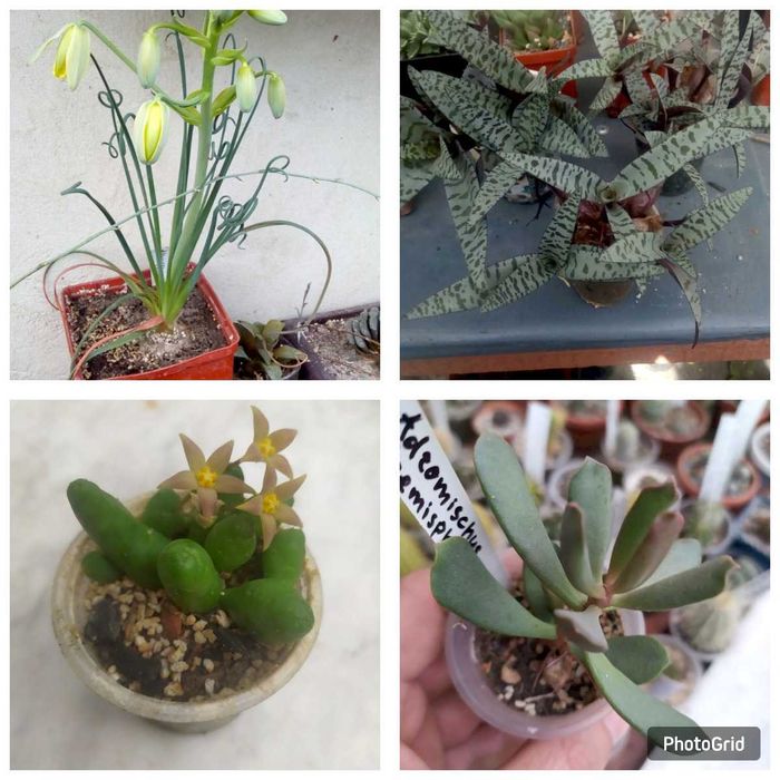 Продам излишки коллекции суккулентов
