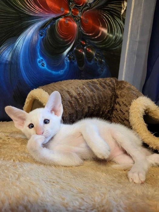 Предлагаем изумительных ориентальных котят.