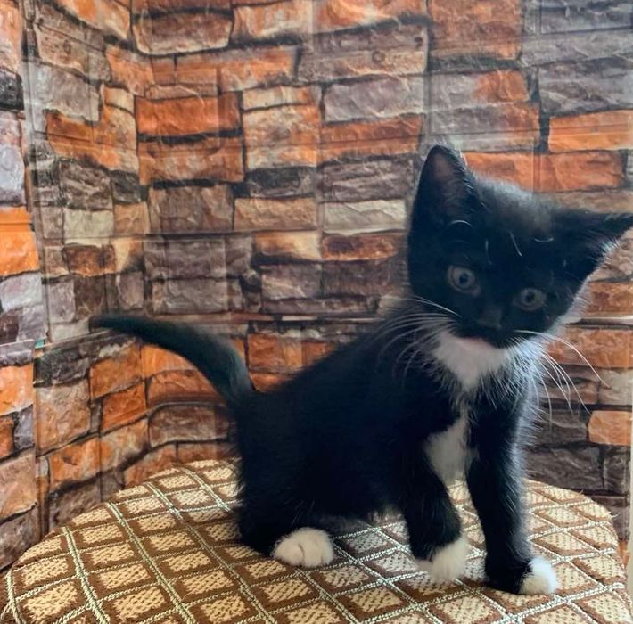 Віддамо кошенят в добрі руки