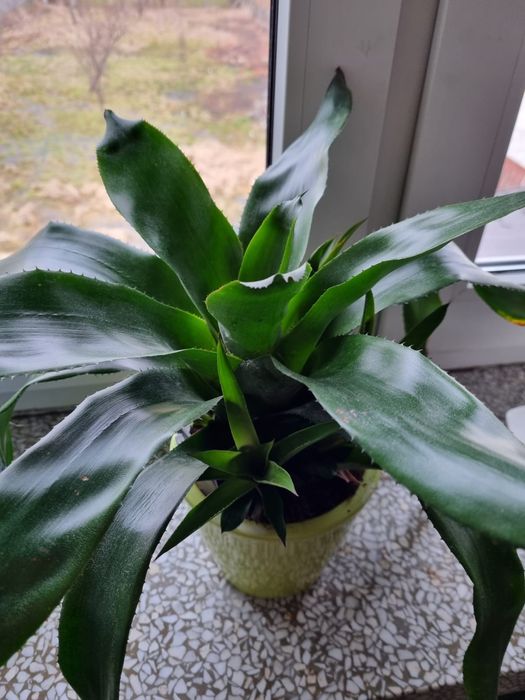 Kwiat - Aechmea Blue Rain
