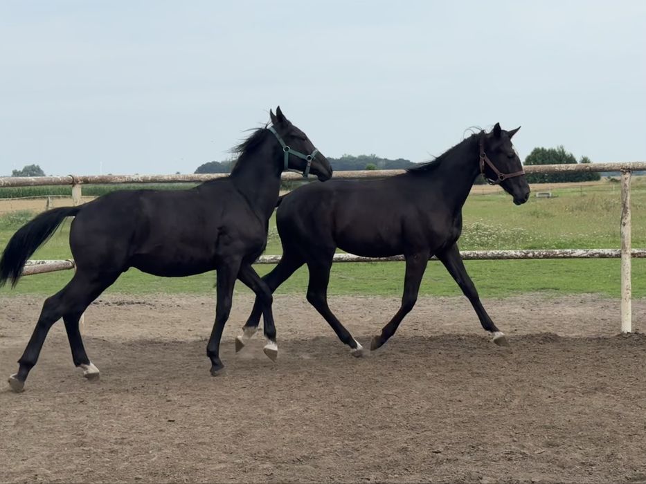 Ogierek Dragon po Parametrze