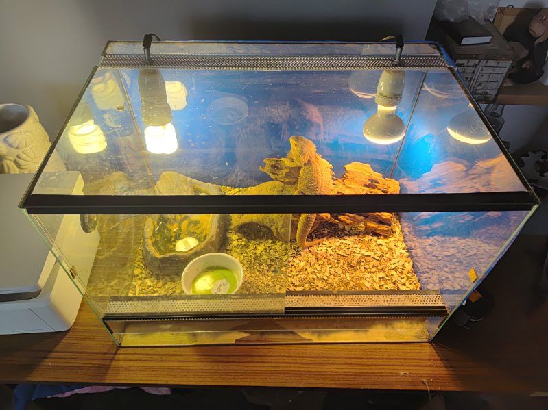 Agama brodata i terrarium