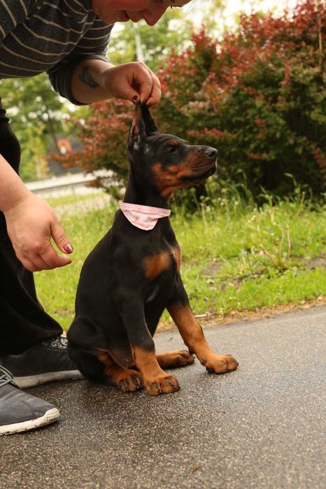 Ввічливі Дівчатка Добермана від розплідника Кку