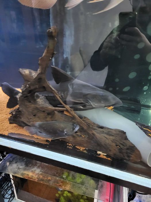 Oxydora Níger 60 cm