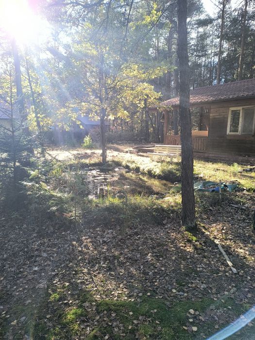 Działka leśna 1164 m² w Komornicy – możliwość zabudowy całorocznej - Widok 5