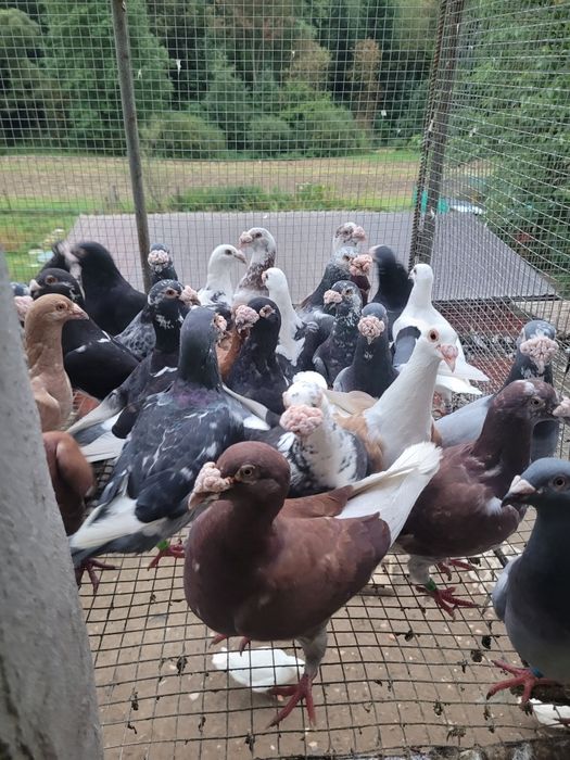 Gołębie staropolskie