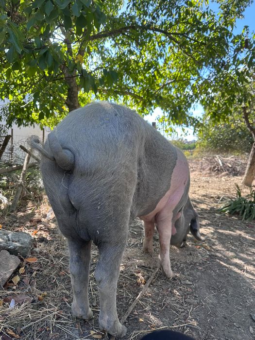 Vendo porco BISARO com 9 meses