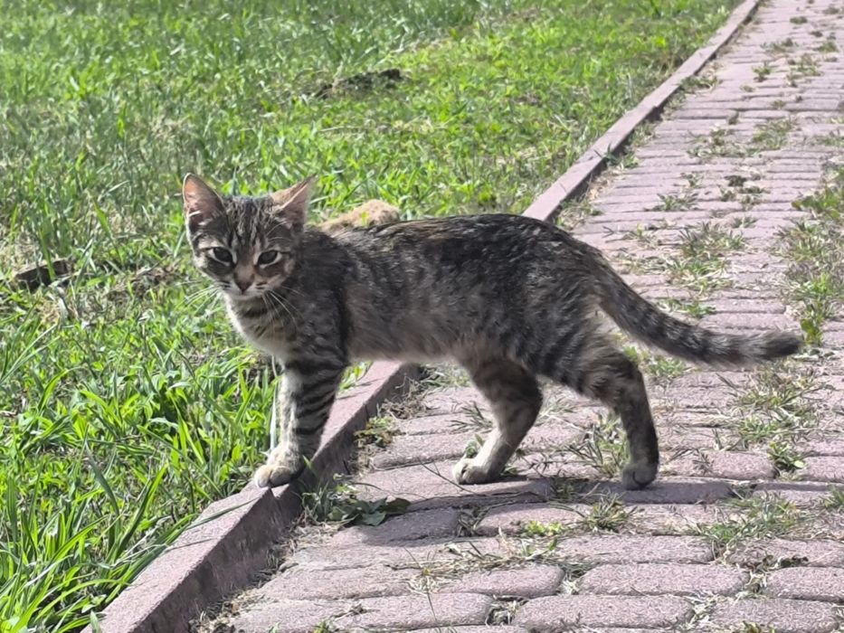 Mam kotki na oddanie