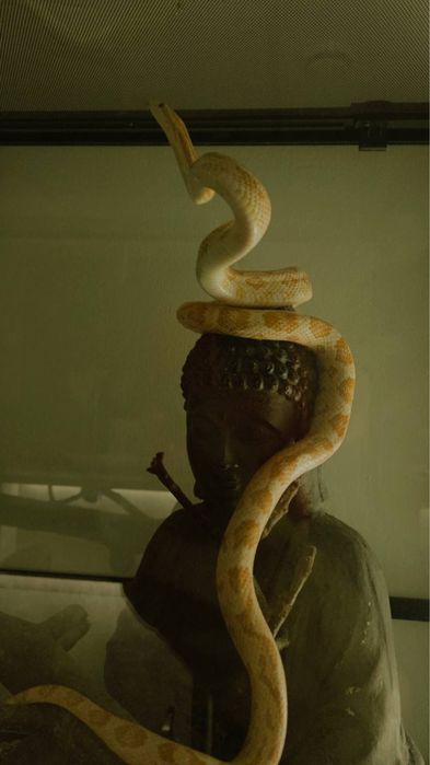 Змія Corn Snake альбінос, з тераріумом