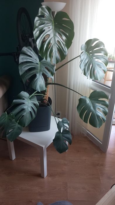 Monstera deliciosa