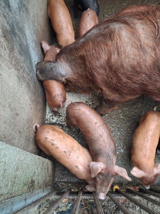 Leitões para o forno