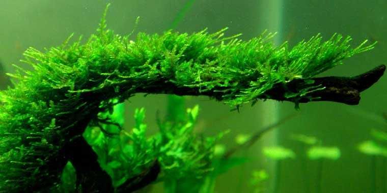 Musgo Christmas Moss – Planta aquática