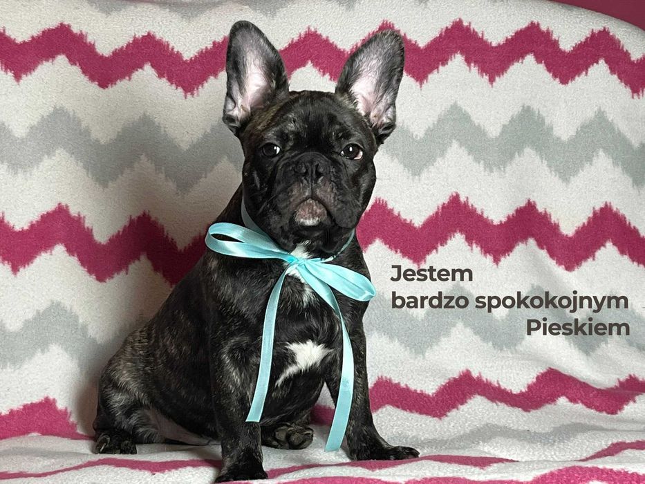 Sprzedam Buldog francuski Piesek