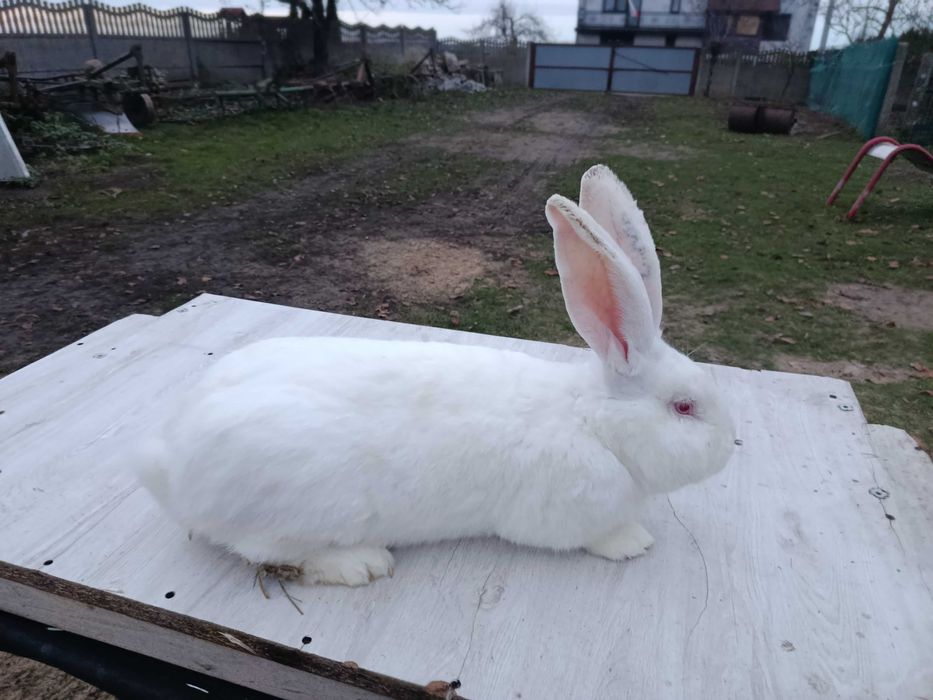 Samiec Olbrzym Belgijski czysta rasą.