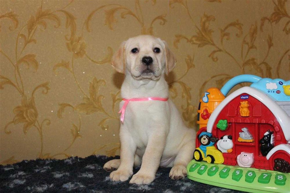 Лабрадор ретривер Клубные щенки