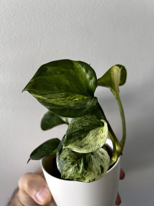 Epipremnum Manjula apple