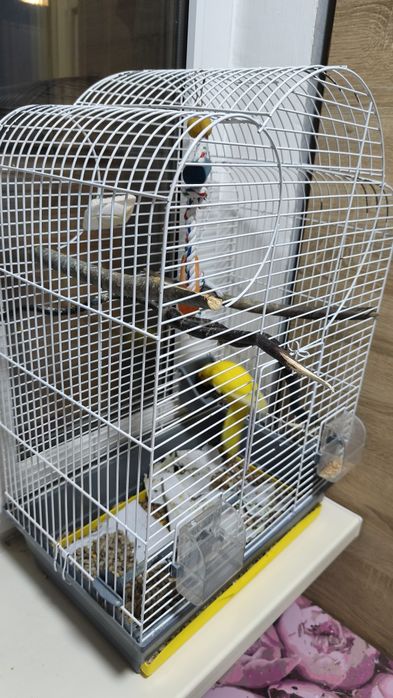 Клетка для птиц и все, сто в ней