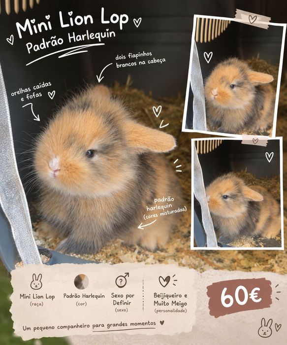 Coelhinho - Mix Mini Lop + Lionhead.