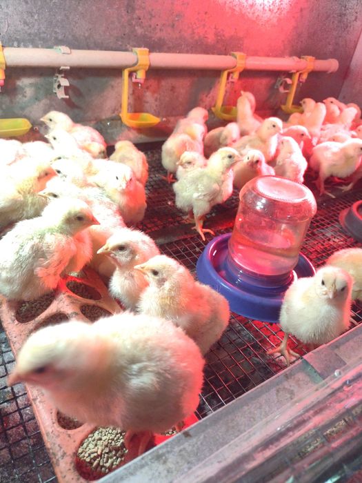 Бройлери та курчата несучки