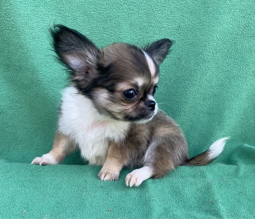 Маленьке сонечко)