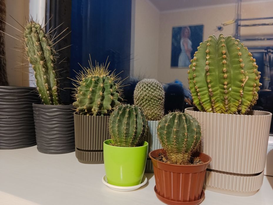 Кактус великий домашній