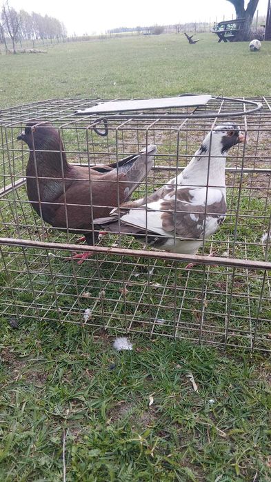 gołębie kingi 2 pary