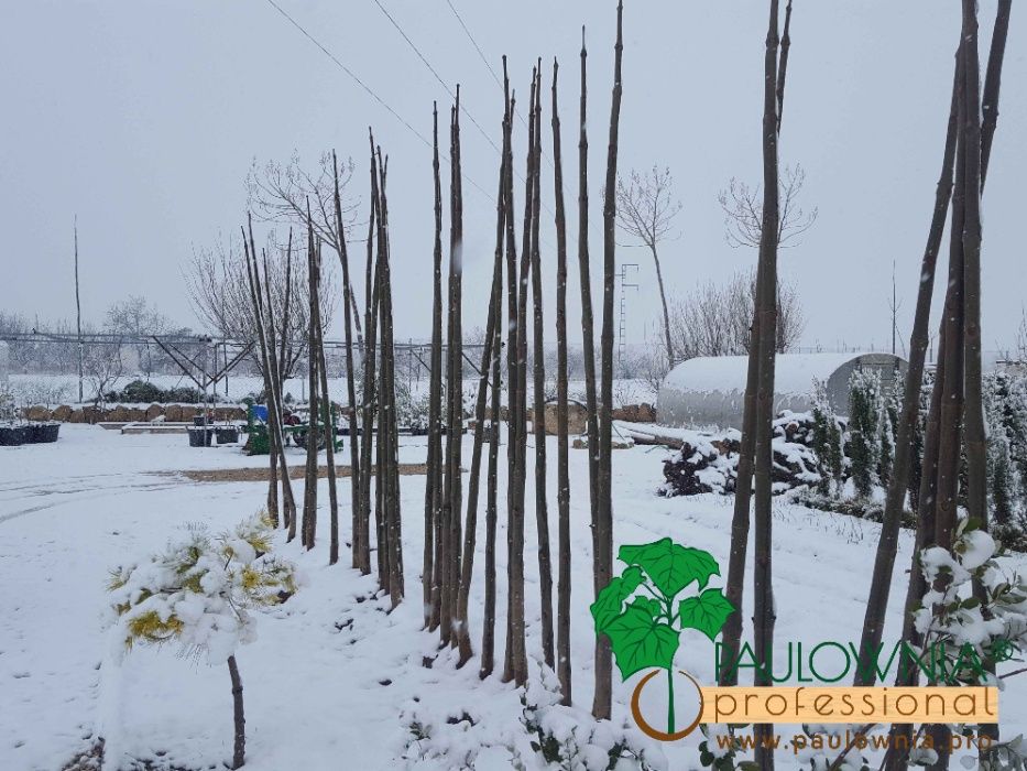 PAULOWNIA Elongata ÁRVORE para jardins, calçadas, avenidas, parques