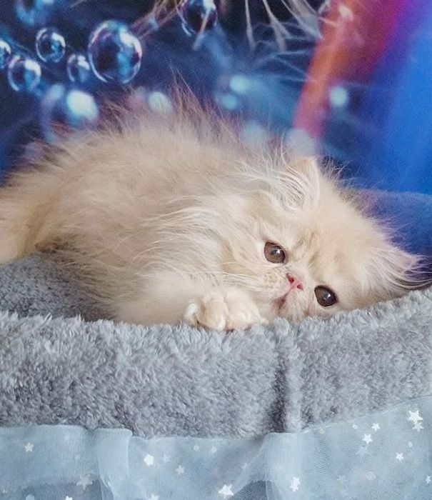 Персидське кошеня кремовий хлопчик