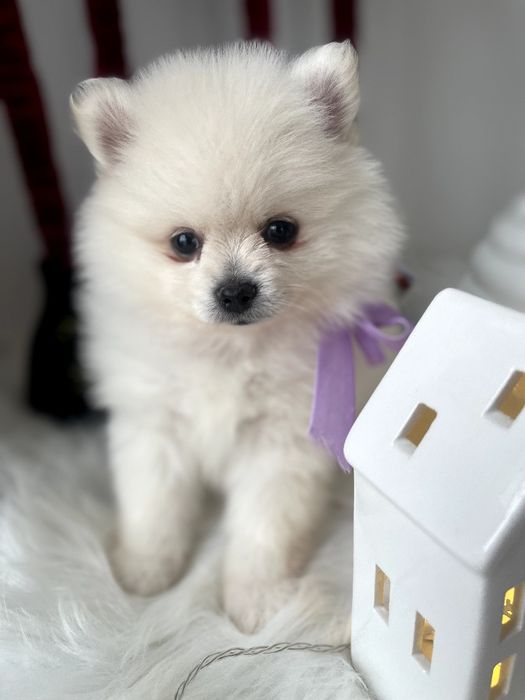 Померанські шпіци  ваш найкращий подарунок