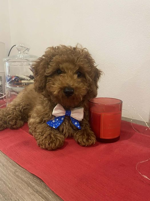 Uroczy pudel toy/ miniatura red