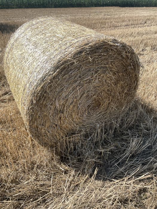 Słoma pszenna 125cm belki z stodoły