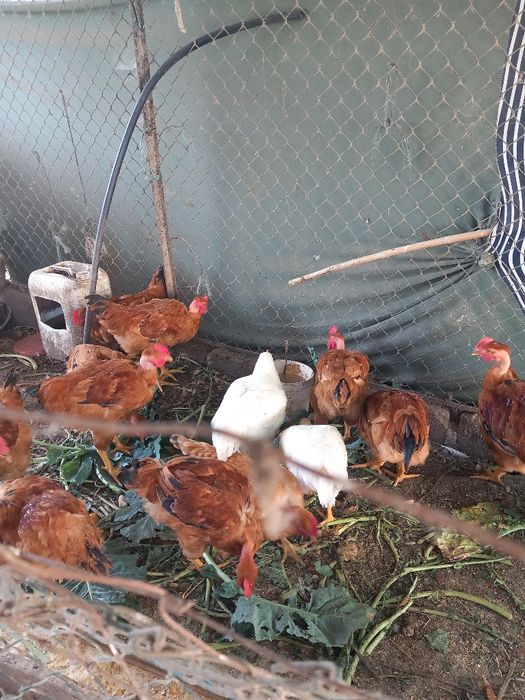 Frangos do campo boa qualidade tem perus caseiros